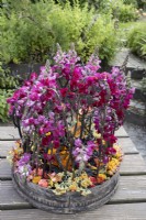 A flower arrangement called Ring of Fire using marigolds, burnt gorse, antirrinums, snapdragons, roses, carnations and statice.  June. 