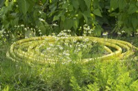 Yellow garden hose in garden with Matricaria chamomilla.