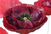 Papaver rhoeas  'Pandora'  Poppy grown using seed saved from last year's plants  One colour from mixed  June
