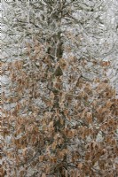 Fagus - Beech archway in the frost