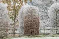 Fagus - Beech archway in the frost
