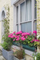 pink pelargoniums in pair of window boxes on windowsill. August