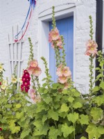 Althaea rosea - Hollyhock flowering in front of white painted cottage