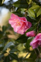 Camellia williamsii 'Daintiness'
