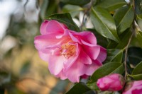 Camellia williamsii 'Daintiness'