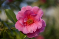 Camellia williamsii 'George Blandford'