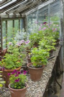 Collection of scented pelargoniums on gravel bench in old timber greenhouse. July