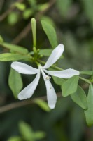 Turraea obtusifolia - South African Honeysuckle. August