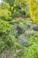 View of the Courtyard at The Barn Garden, Serge Hill, Hertfordshire. Genista aetnensis - Mount Etna broom, euphorbias, eryngiums, salvias, alliums, sandstone block path. July
