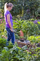Woman is checking out where beetroot and leek seedlings could be placed in raised bed.