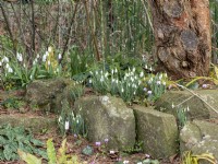 Snowdrops growing beneath a tree between rocks in a natural looking environment