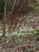 Snowdrops planted in a naturalistic setting beneath some colourful corpus stems.