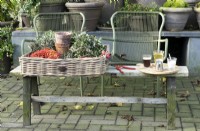 Green modern chairs and basket filled with red berries garland, Malus Red Sentinel branches, terracotta pots and olive leaves garland, to make Christmas decorations, and red pruning shears on wooden bench in front of grey pots. Coffee, sugar, milk and tea on wooden tray.