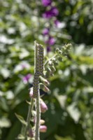 Mullein moth caterpillars - Cucullia verbasci - damaging foliage 