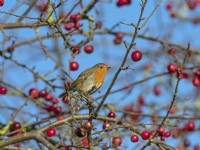 Robin Erithacus rubecula on Crab apple tree in in January Norfolk
