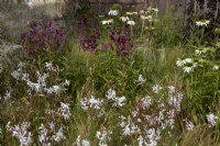 Naturalistic planting with Oenothera lindheimeri 'Whirling Butterflies' -gaura- echinacea and purple penstemon. Summer. July.
