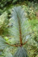 Pinus montezumae 'Sheffield Park'