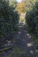A view looking up a moss covered gravel, brick lined path between espaliered apple, malus, trees leading to a focal point with a wooden bench. Regency House, Devon NGS garden. Autumn