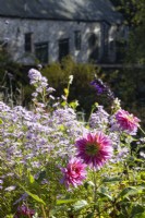 Dahlia Mambo and Michaelmas  daisy, Aster, flowers with an old stone barn in the background. Regency House, Devon NGS garden. Autumn