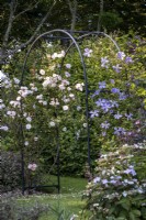 Metal garden arch with climbers Rosa 'Lady of the Lake', and Clematis 'Prince Charles'.