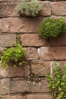 Mint and thyme in pots hanging on old stone wall. Herbs in July. Summer. 