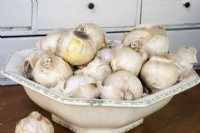 Hyacinth bulbs in pottery bowl