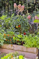 Raised wooden vegetable bed with French marigold, beetroot, lettuce, aubergine, basil and tomato.