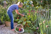 Woman harvesting vegetables and herbs from raised bed with basil, Swiss chard, peppers, beetroot and tomatoes.