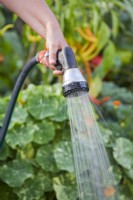 Watering a vegetable garden with a spray hose.
