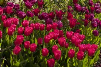 Tulipa 'Barcelona, 'Merlot', and 'Negrita Double' in a border in the sunken garden at Chenies Manor.