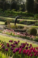Multi-coloured Tulipa around a sculpture in the sunken garden at Chenies Manor.