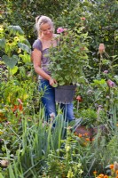 Woman carrying potted Dahlia merckii ready for planting in border.