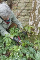 Helleborus x hybridus. Man cutting off previous year's leaves in winter to tidy the plant in time for flowering and to help control hellebore leaf spot disease. January