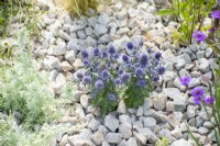 Eryngium planum 'Blue Hobbit' planted in gravel