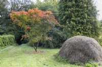 An Acer vitifolium, grows beside a mound of cut grass. Regency House, Devon NGS garden. Autumn