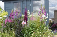 Window box with colourful planting of Lupinus 'Masterpiece', Stipa tenuissima, Dahlia, Ox-eye Daisies, Digitalis and mixed Veronicastrum