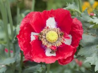 Papaver somniferum 'Victoria Cross' opium poppy