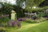 Borders at Cow Close Cottage,. North Yorkshire in July planted with pinks and purples including Salvia nemorosa 'Ostfriesland' mixed with Hordeum jubatum, Geranium 'Patricia' and Betonica officinalis 'Hummelo'