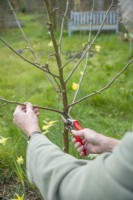 Young apple tree being pruned in early spring. March. Man trimming lowest side shoots off to help form a clear main stem. March