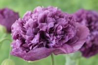 Papaver somniferum  'Tallulah Belle Blush'  Opium Poppy flower grown using seed saved from last year's plants  One colour from mixed  June