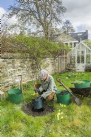 Morus nigra 'King James' - black mulberry 'Chelsea'. Planting a container grown mulberry tree in a garden. March. Step 4. Remove the container with a sharp tap to the rim of the pot.