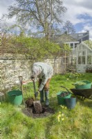 Morus nigra 'King James' - black mulberry 'Chelsea'. Planting a container grown mulberry tree in a garden. March. Step 5. Set the tree to one side and add garden compost to the hole.