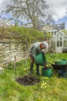 Morus nigra 'King James' - black mulberry 'Chelsea'. Planting a container grown mulberry tree in a garden. March. Step 9. Add garden compost to the soil that will be used to put back around the root ball.