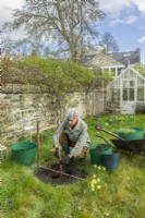 Morus nigra 'King James' - black mulberry 'Chelsea'. Planting a container grown mulberry tree in a garden. Step 8. Checking correct level of tree in planting hole to ensure original soil level is maintained. March