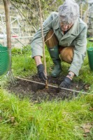 Morus nigra 'King James' - black mulberry 'Chelsea'. Planting a container grown mulberry tree in a garden. Step 8.  Checking correct level of tree in planting hole to ensure original soil level is maintained. March