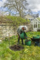 Morus nigra 'King James' - black mulberry 'Chelsea'. Planting a container grown mulberry tree in a garden. March. Step 9. Add garden compost to the soil that will be used to put back around the root ball.