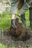 Morus nigra 'King James' - black mulberry 'Chelsea'. Planting a container grown mulberry tree in a garden. March. Ensure that the root ball is moist before you intend to plant a tree and gently tease out the thickest and longest roots from around the outside with your fingers.