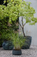 Acer and Miscanthus sinensis in containers on gravel - A Tranquil Space in the City, RHS Chelsea Flower Show 2021