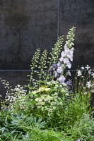 Delphiniuim, Gaura, Astrantia, Echinacea, Pittosporum tobira and Thalicrum delavayi 'Splendid White', set against a dark wall - The Stolen Soul Garden, RHS Chelsea Flower Show 2021