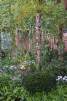 Betula nigra underplanted with Taxus baccata, Anemone x hybrida, Astrantia and Hakonechloa macra - The Florence Nightingale Garden, RHS Chelsea Flower Show 2021